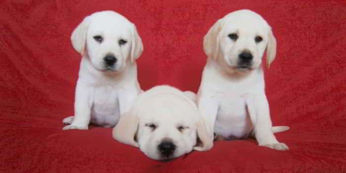 En este momento estás viendo ¿Se pueden dejar solos los cachorros de labrador?