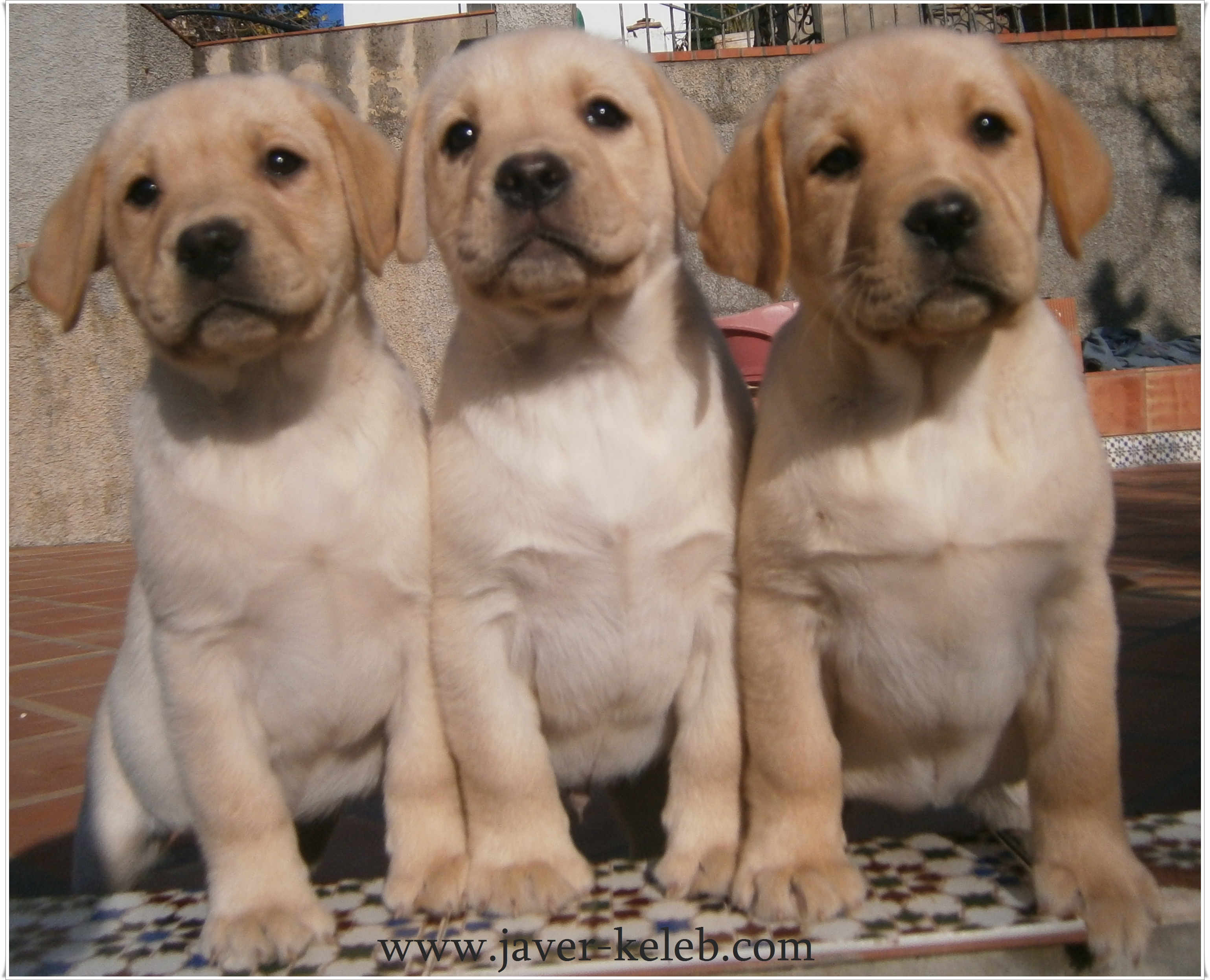 En este momento estás viendo ¿Son difíciles de cuidar los cachorros de labrador?