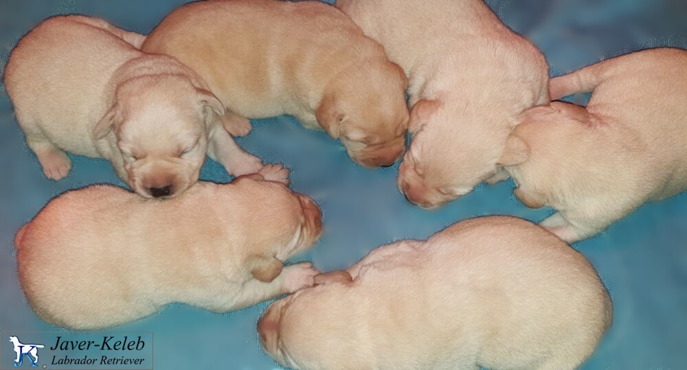 En este momento estás viendo Cuantos cachorros puede tener un labrador