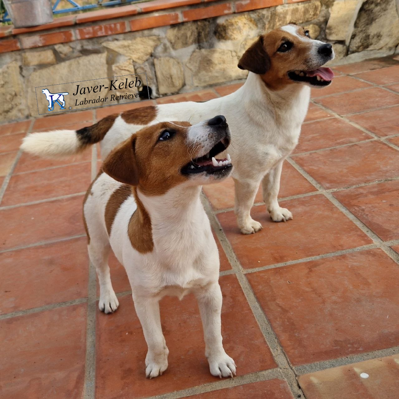 Consejos para dueños de Jack Russell terrier