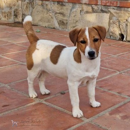 cachorros de Jack Russell 