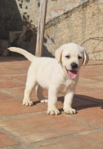 comprar labrador retriever 