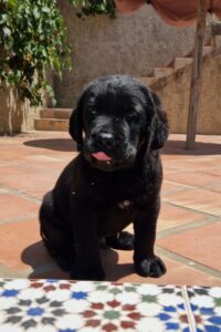 cachorro negro