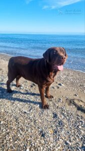 labrador macho chocolate