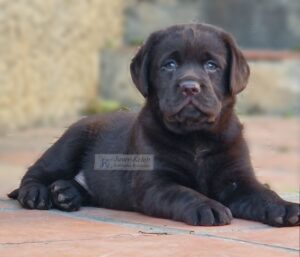 cachorro labrador chocolate