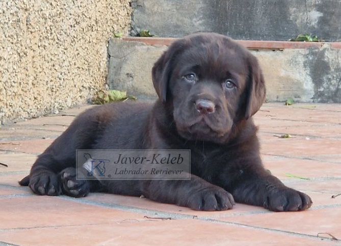 En este momento estás viendo Cuidados del cachorro de labrador