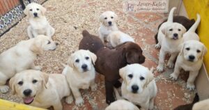 venta de cachorros labradores