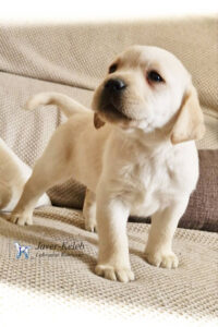 cuanto cuesta un labrador