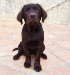 cachorros labrador malaga chocolate