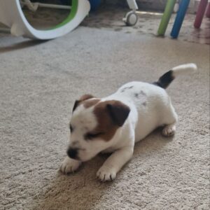cachorro jack russell