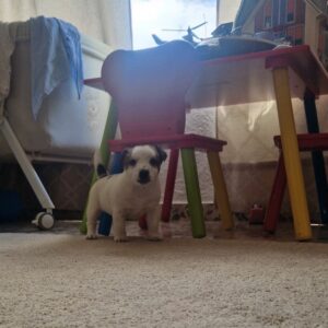 criadero de jack russell