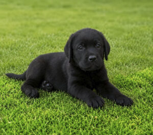cachorro labrador negro